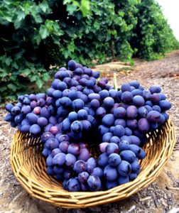 a basket of grapes in a vineyard