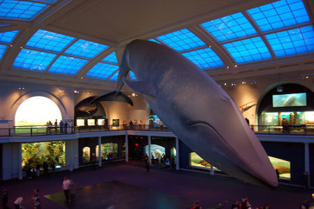 a whale statue in a museum with American Museum of Natural History in the background