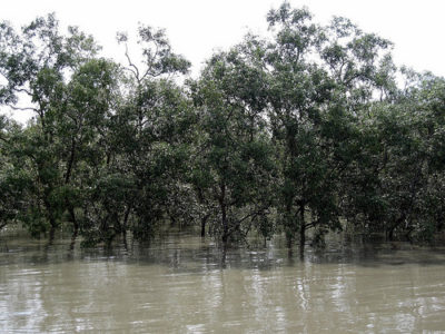 a group of trees in water