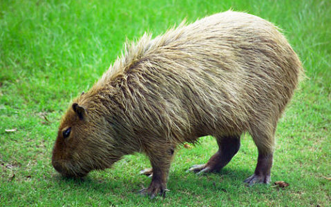 a large rodent eating grass