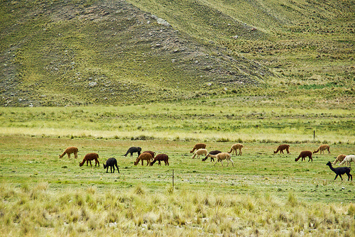 Bolivia_2011_58