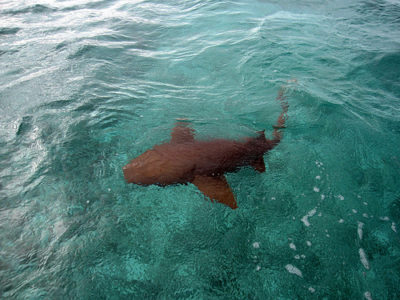 a shark swimming in the water