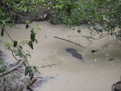 a crocodile in a muddy pond