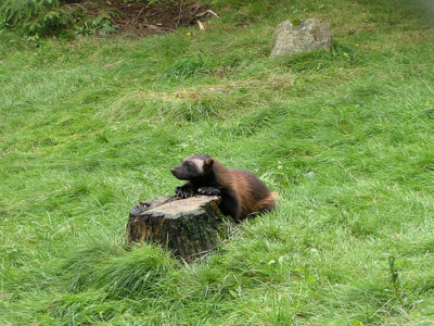 a badger on a stump in the grass