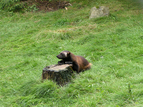 Posing wolverine cub