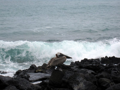 a pelican standing on rocks near the ocean