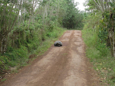 a turtle laying on a dirt road