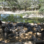 LayoverLuge: Chennai to Mahabalipuram UNESCO shore (and the croc farm midway!)