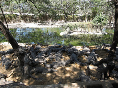a group of alligators in a zoo exhibit