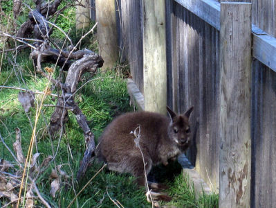 a kangaroo standing next to a fence