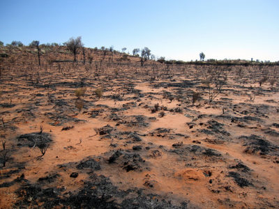 a burnt out landscape with trees