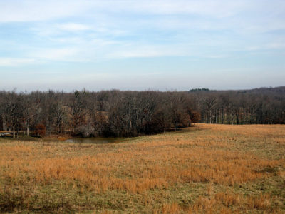 a field with trees and a pond