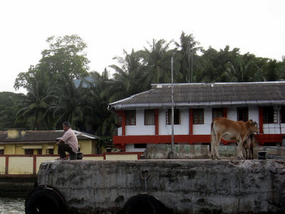 a man sitting on a concrete wall next to a cow