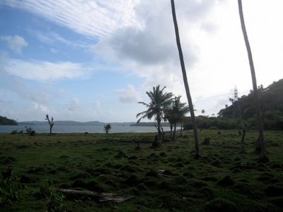 a grassy area with palm trees and a body of water
