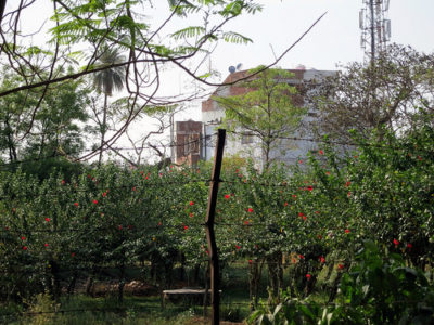 a fenced in garden with trees and a building in the background