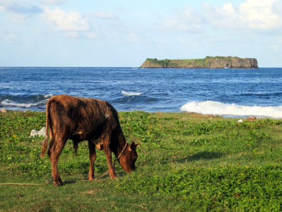 a cow grazing on grass by the ocean