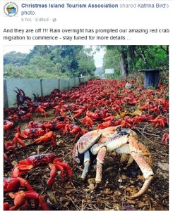 a large group of crabs on the ground