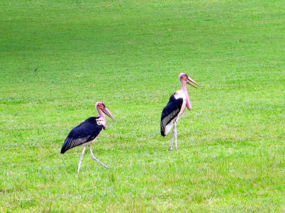 birds walking on the grass
