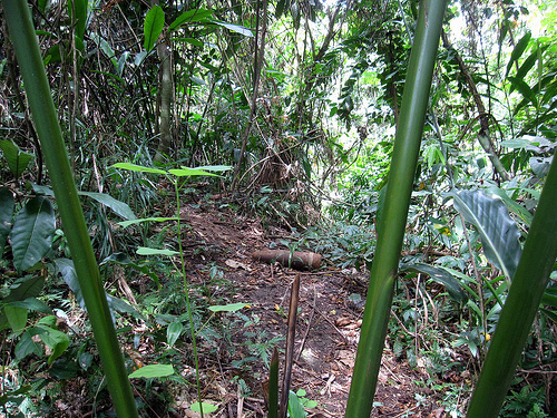 Solomon Islands Papua New Guinea 047