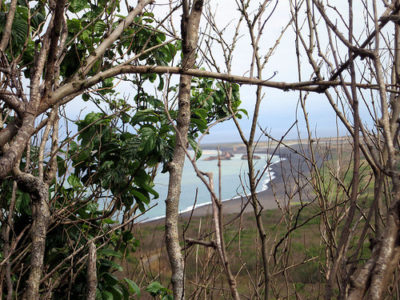 a view of a beach from a tree