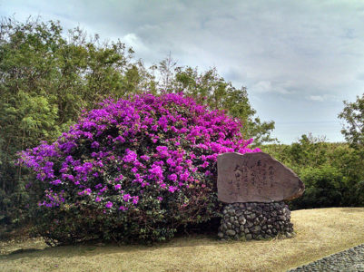 a purple flowers next to a rock sign