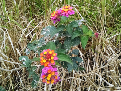 a small plant with colorful flowers