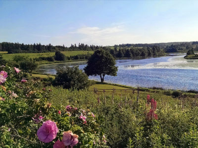 a lake with a body of water and a field of flowers