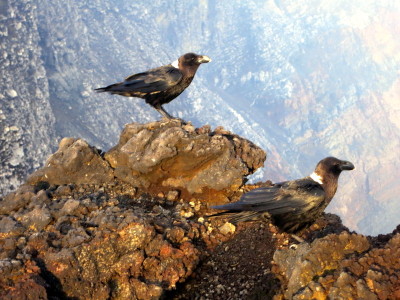 two birds on a rock
