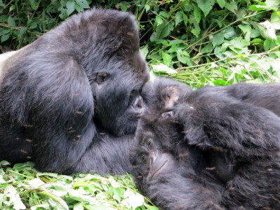two gorillas lying on the ground