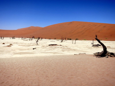 a desert with sand and trees
