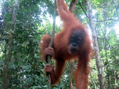 a orangutan from a tree