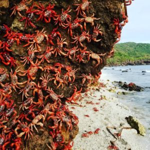 Christmas Island Red Crab Migration 2017 Ethel Beach